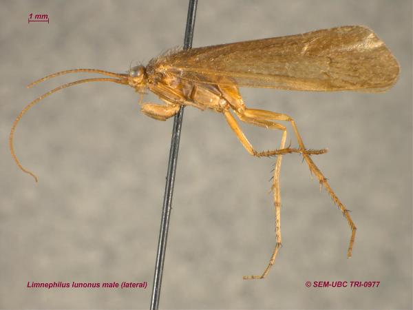 Photo of Limnephilus lunonus by Spencer Entomological Museum